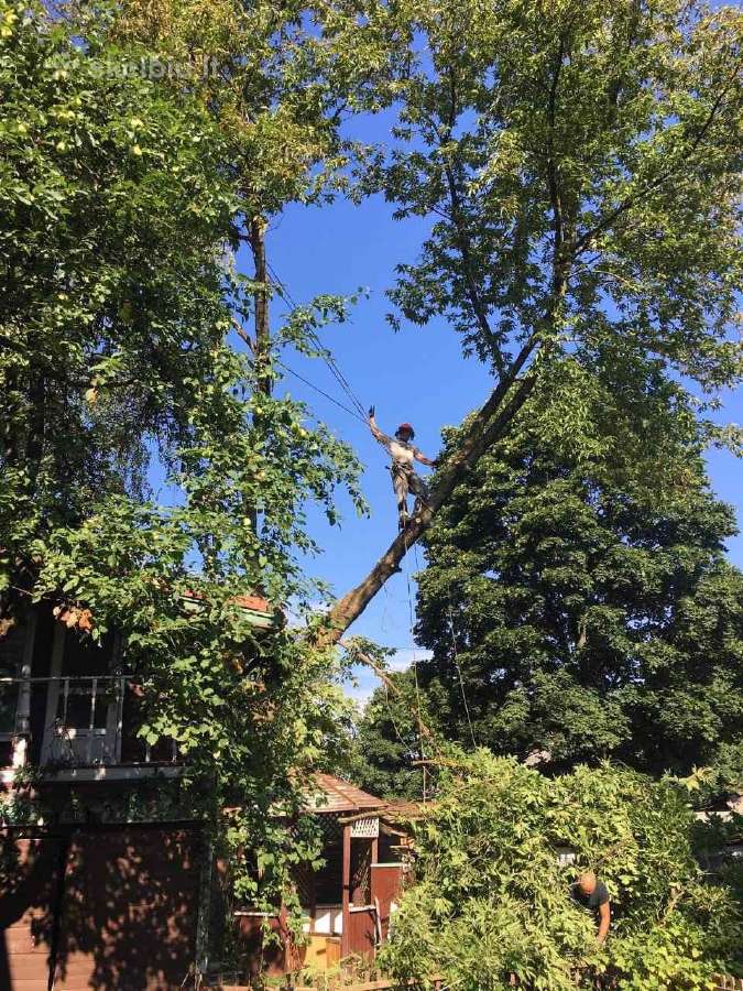 Avarinių medžių , krūmų pjovimas. Arboristas. - nuotraukos Nr. 15