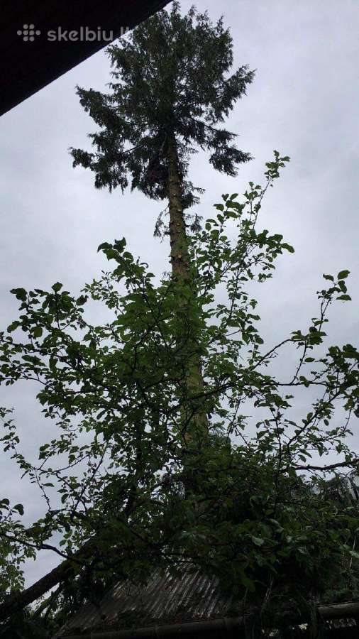 Avarinių medžių , krūmų pjovimas. Arboristas. - nuotraukos Nr. 19