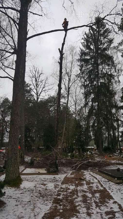 Avarinių medžių , krūmų pjovimas. Arboristas. - nuotraukos Nr. 21