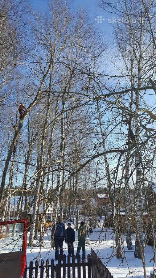 Avarinių medžių , krūmų pjovimas. Arboristas. - nuotraukos Nr. 23