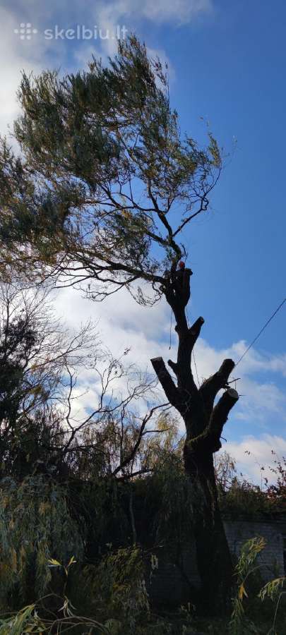 Avarinių medžių , krūmų pjovimas. Arboristas. - nuotraukos Nr. 26