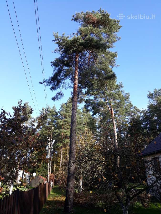 Avarinių medžių , krūmų pjovimas. Arboristas. - nuotraukos Nr. 28