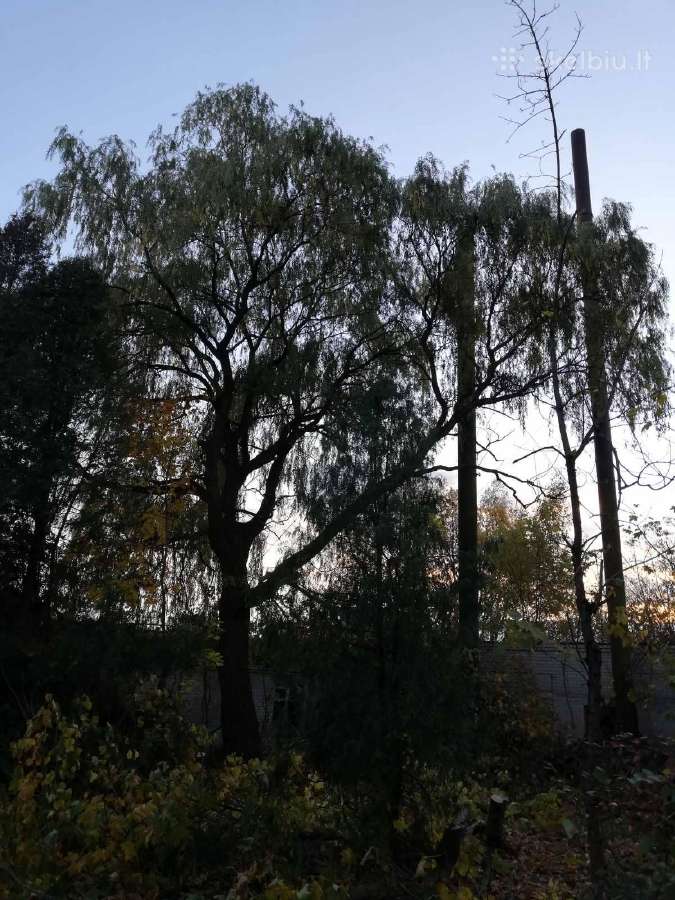 Avarinių medžių , krūmų pjovimas. Arboristas. - nuotraukos Nr. 25
