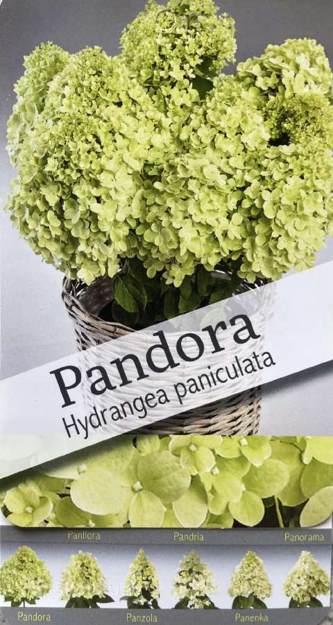 Hortenzijos, Pušys, Tujos,magnolijos, Kiti Augalai - nuotraukos Nr. 16