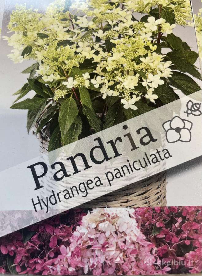 Hortenzijos, Pušys, Tujos,magnolijos, Kiti Augalai - nuotraukos Nr. 17
