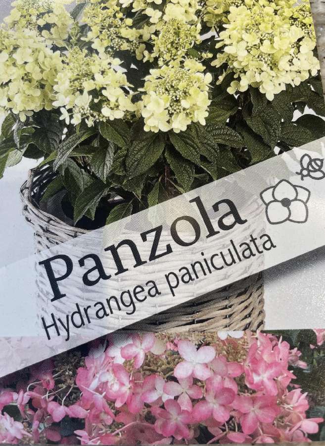 Hortenzijos, Pušys, Tujos,magnolijos, Kiti Augalai - nuotraukos Nr. 18