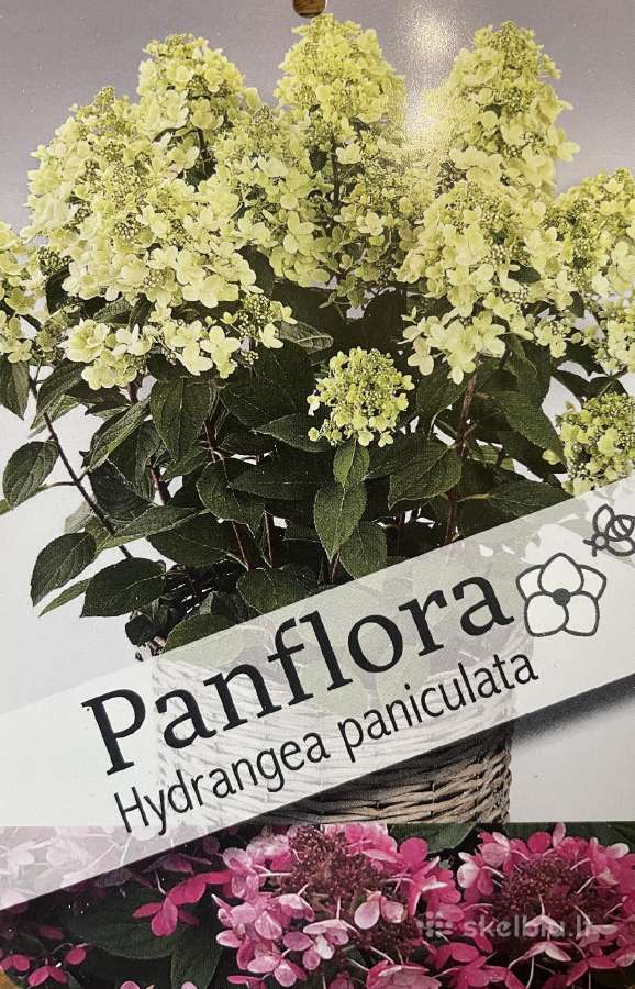 Hortenzijos, Pušys, Tujos,magnolijos, Kiti Augalai - nuotraukos Nr. 19