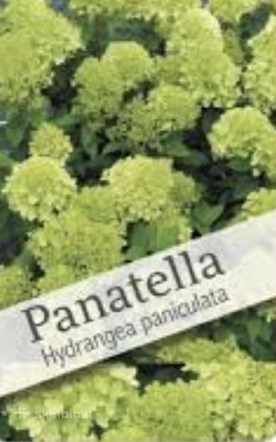 Hortenzijos, Pušys, Tujos,magnolijos, Kiti Augalai - nuotraukos Nr. 20
