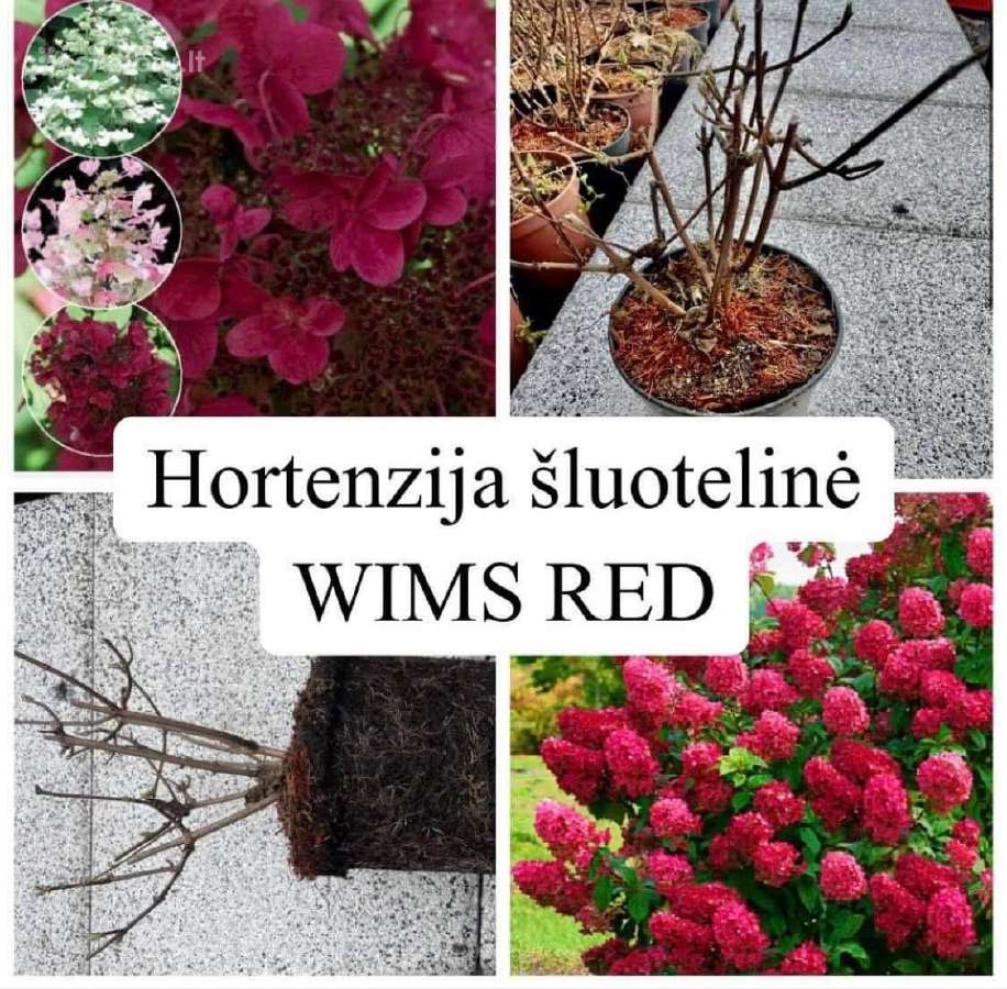 Hortenzijos, Pušys, Tujos,magnolijos, Kiti Augalai - nuotraukos Nr. 10