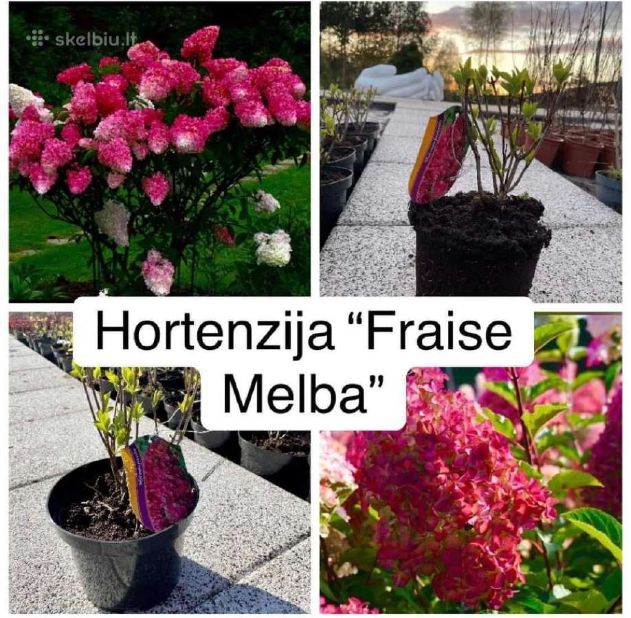 Hortenzijos, Pušys, Tujos,magnolijos, Kiti Augalai - nuotraukos Nr. 11