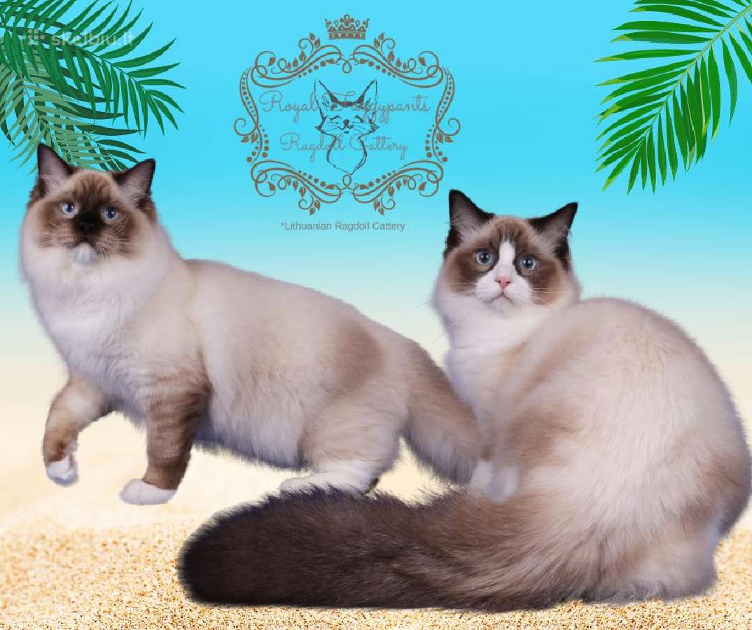 (Ragdoll /Skudurinukės) - nuotraukos Nr. 3