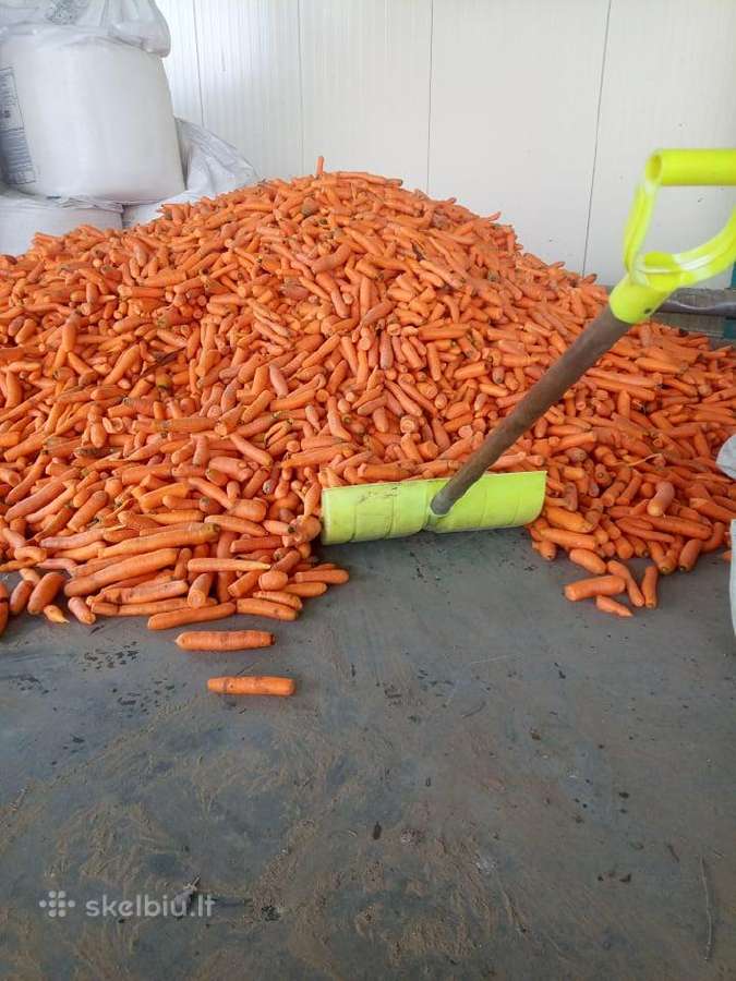 Morkos pašarui ar sultims