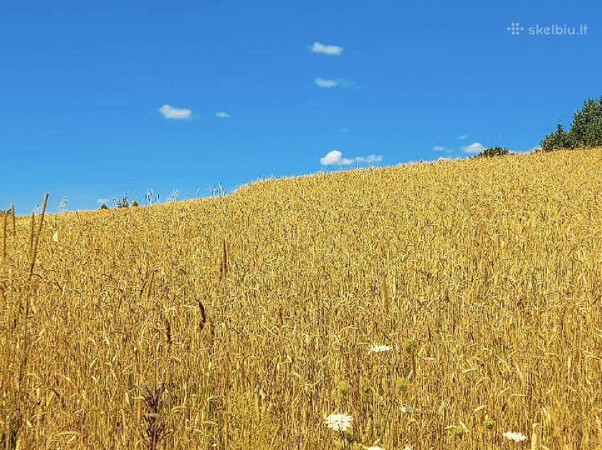 Ieškau išsinuomoti žemės ūkio paskirties žemės. - nuotraukos Nr. 4