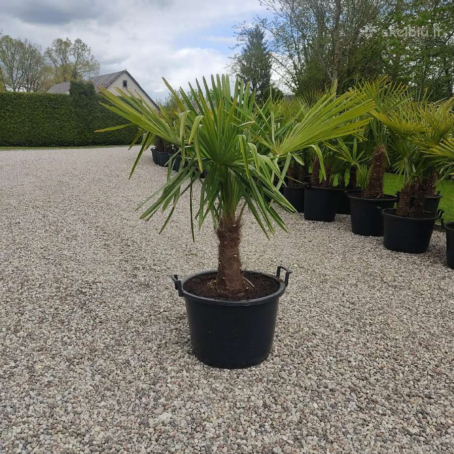 Palmes Trachycarpus exselsia fortune - nuotraukos Nr. 2