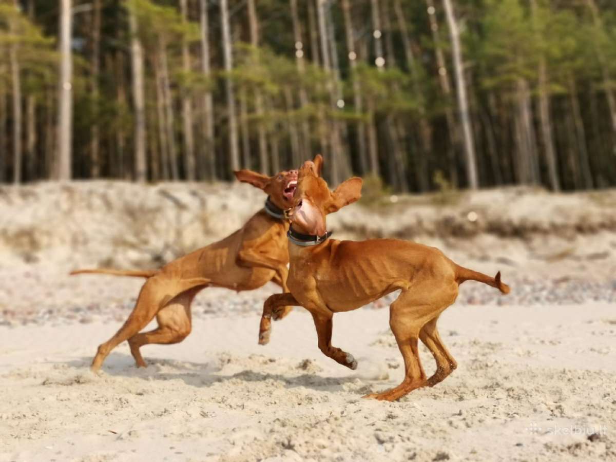 Trumpaplaukių Vengrų vižlų veislynas "Mano Hiados" - nuotraukos Nr. 30