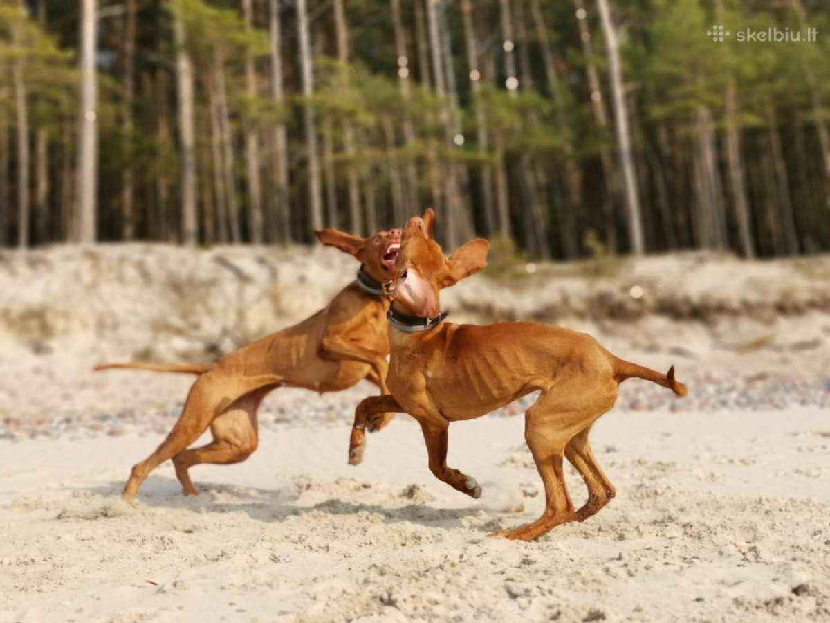 Trumpaplaukių Vengrų vižlų veislynas "Mano Hiados" - nuotraukos Nr. 30
