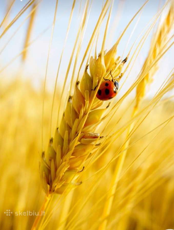 MB "Ryto Agro" – Patikimas Jūsų Grūdų Supirkėjas!