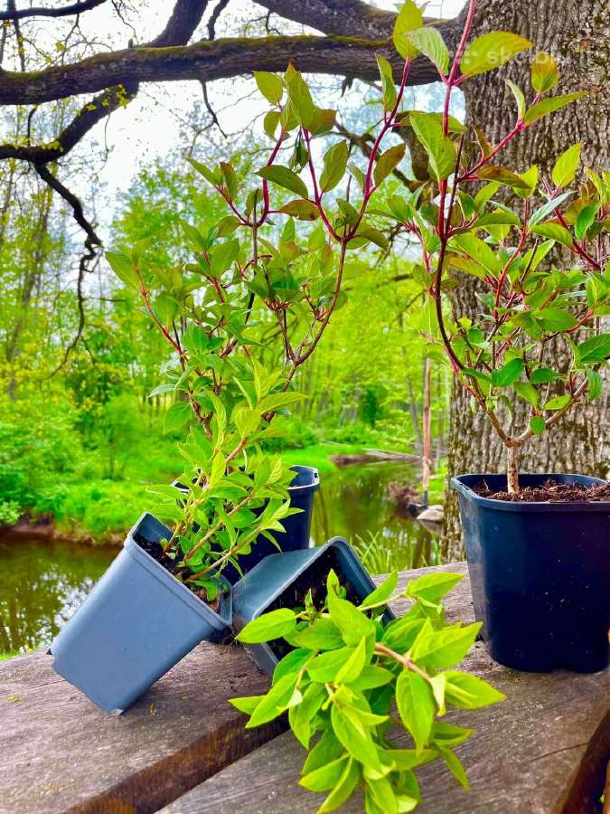 Hortenzijos, Pušys, Tujos,magnolijos, Kiti Augalai - nuotraukos Nr. 13