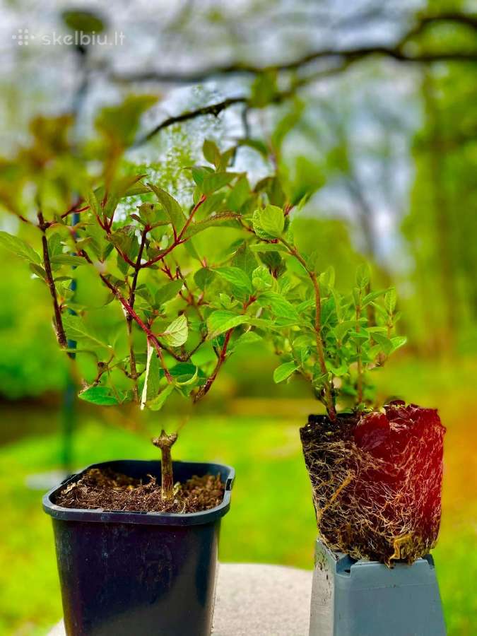 Hortenzijos, Pušys, Tujos,magnolijos, Kiti Augalai - nuotraukos Nr. 14