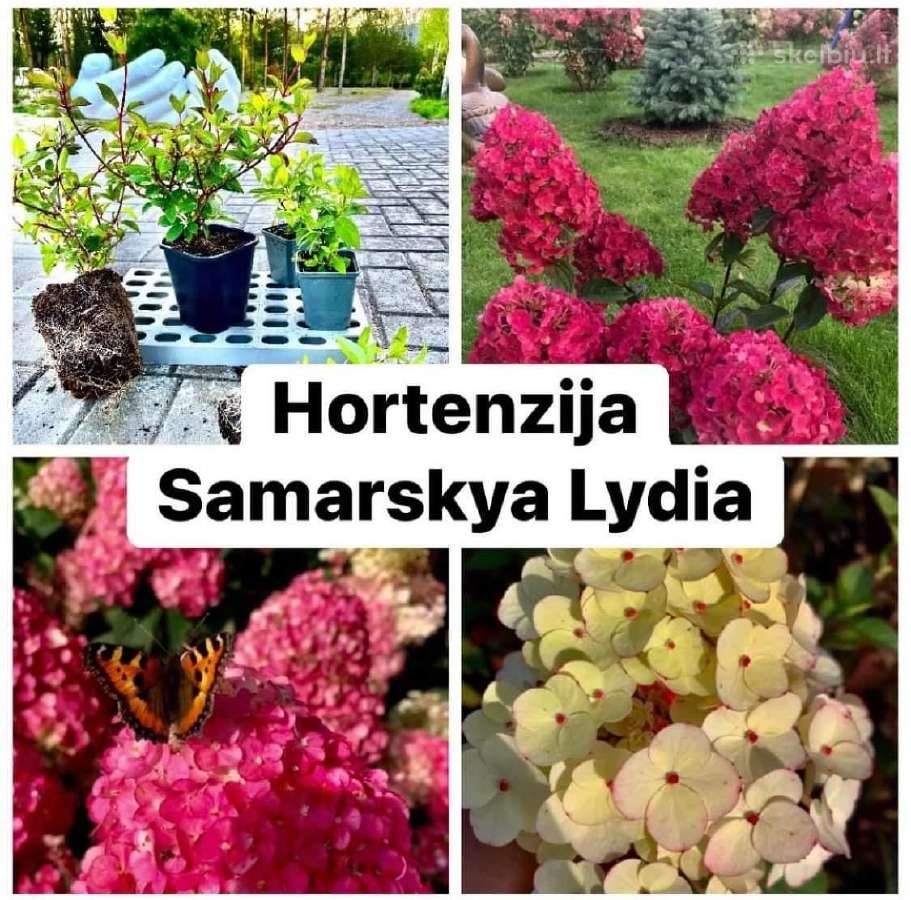 Hortenzijos, Pušys, Tujos,magnolijos, Kiti Augalai - nuotraukos Nr. 12