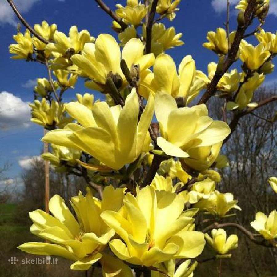 Magnolijos