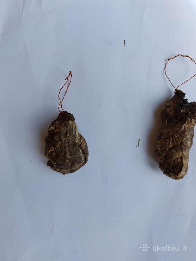 Bebro sruogliai