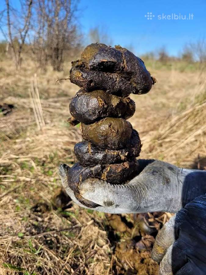Arklių mėšlas. Atvežame
