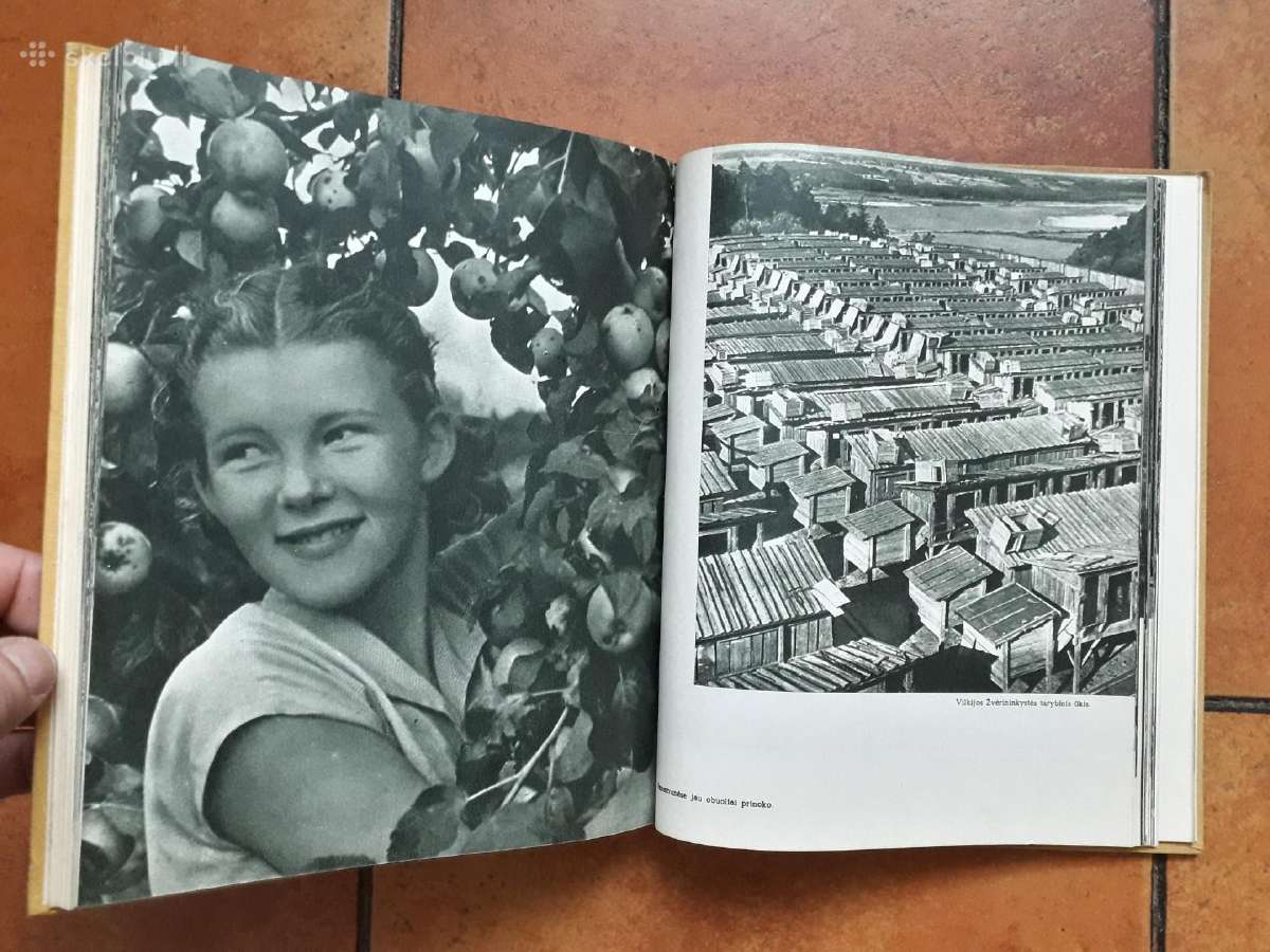 A. Matutis "Nemuno vingiuose" 1959 metai - nuotraukos Nr. 13