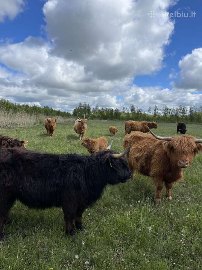 Ekologiniai Hailendų ir Angusų buliukai