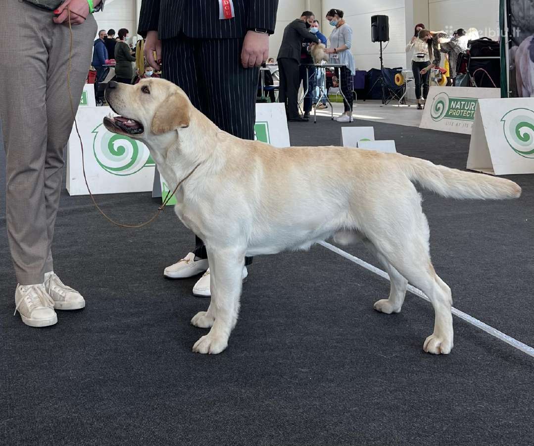 Labradoro retriveris reproduktorius - nuotraukos Nr. 22