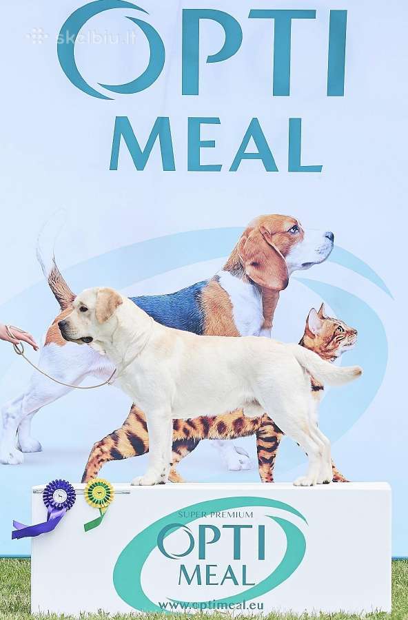Labradoro retriveris reproduktorius - nuotraukos Nr. 20