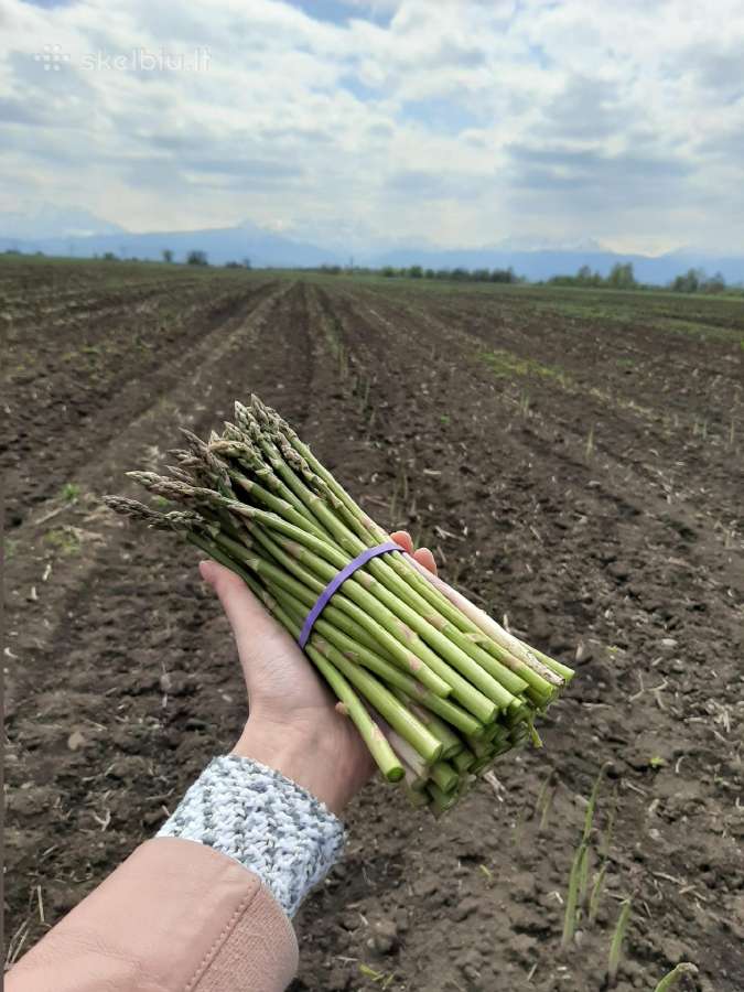 Smidrų (Šparagų) daigai olandiški - nuotraukos Nr. 9