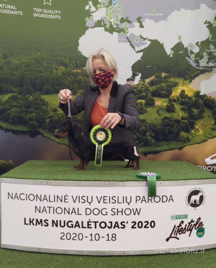 Nykštukiniai - triušiniai taksiukai - nuotraukos Nr. 28