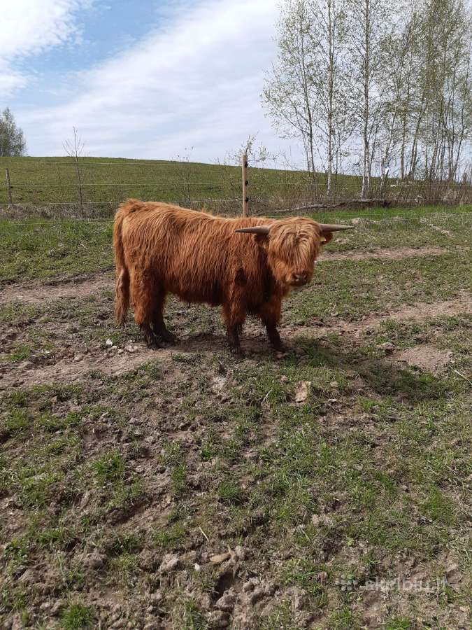 Hailendų