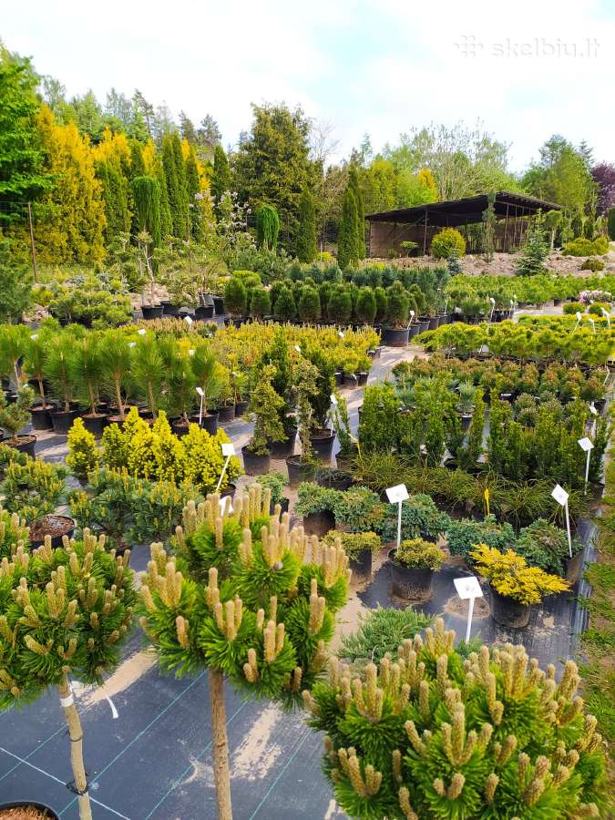 Kalninės, juodosios, paprastos pušys himalajinės p - nuotraukos Nr. 10