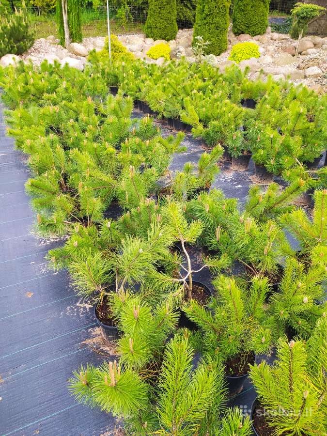 Kalninės, juodosios, paprastos pušys himalajinės p - nuotraukos Nr. 11