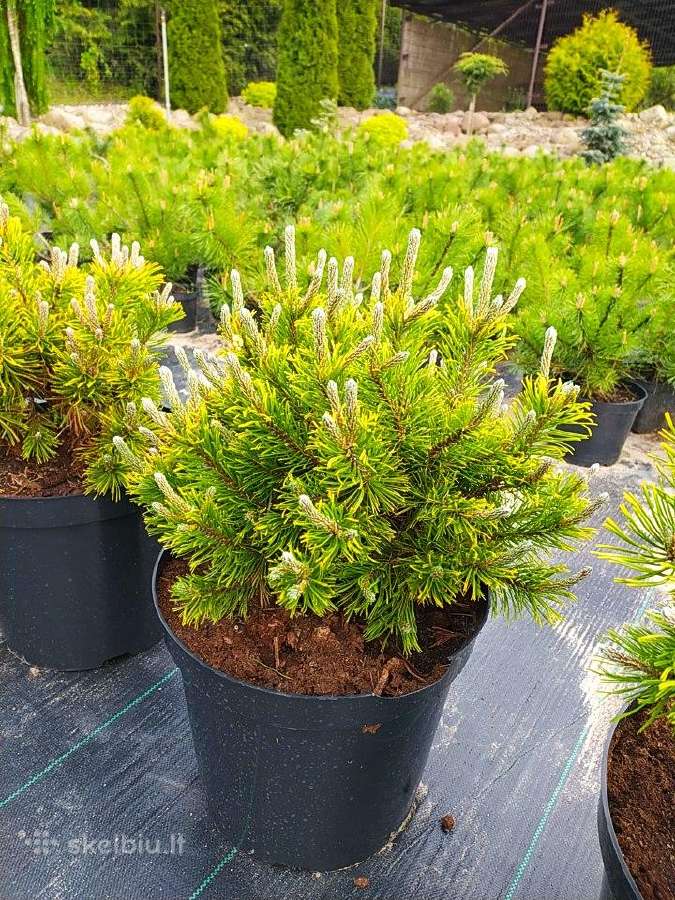 Kalninės, juodosios, paprastos pušys himalajinės p - nuotraukos Nr. 12