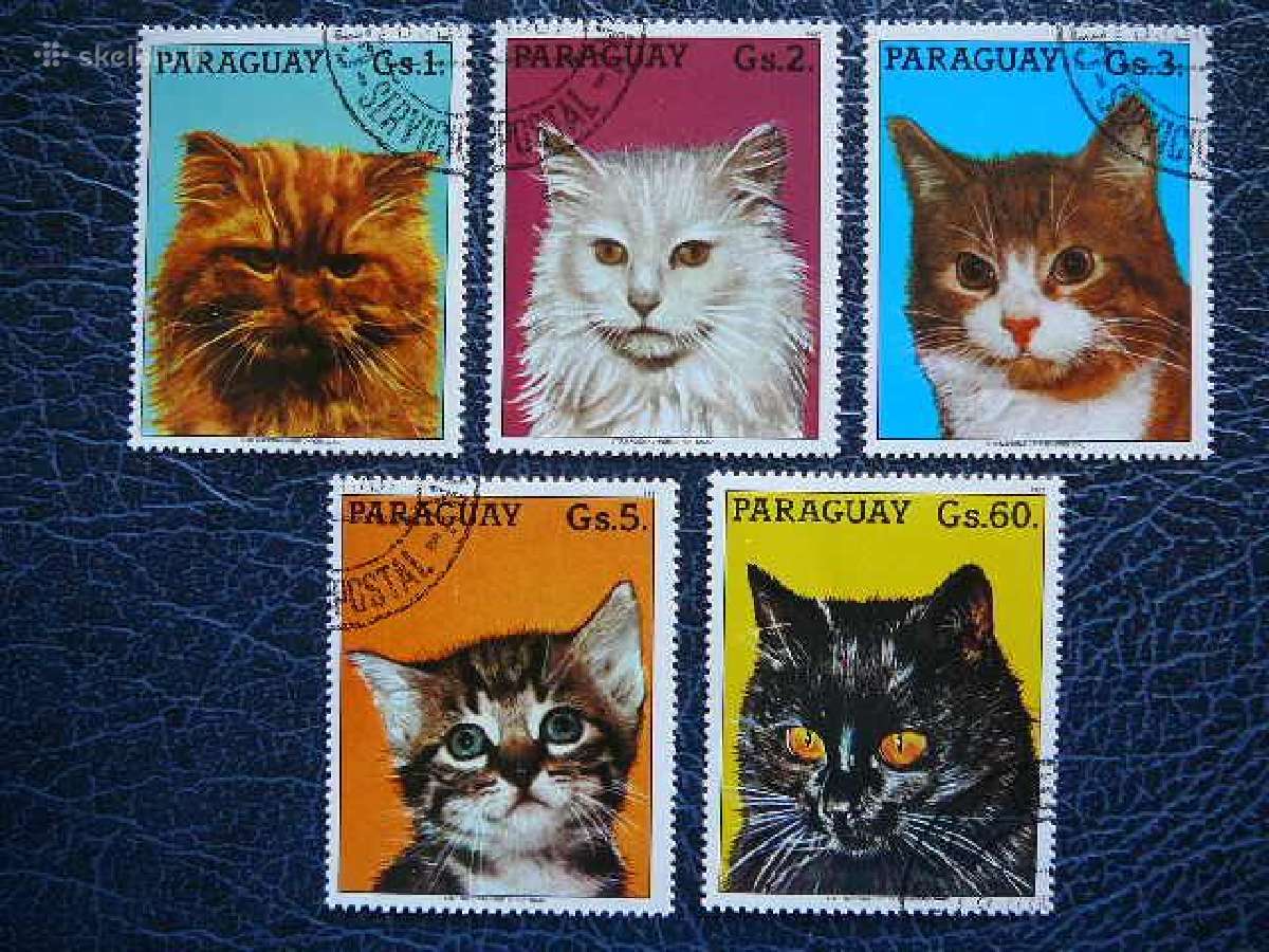 Kates Paragvajus antsp. prg548