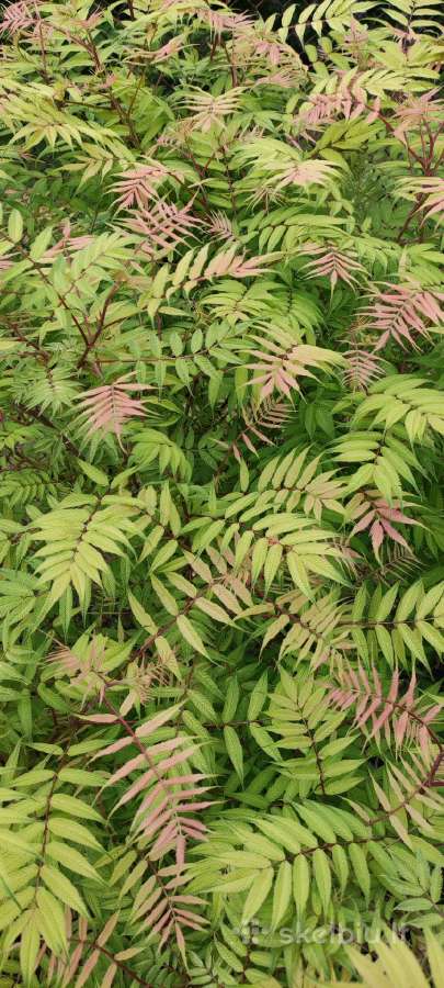 Sorbaria sorbifolia (Šermukšnialapė lanksvūnė)