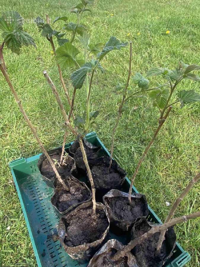 Aviečių gervuogių sodinukai Delniwa Przehyba - nuotraukos Nr. 3