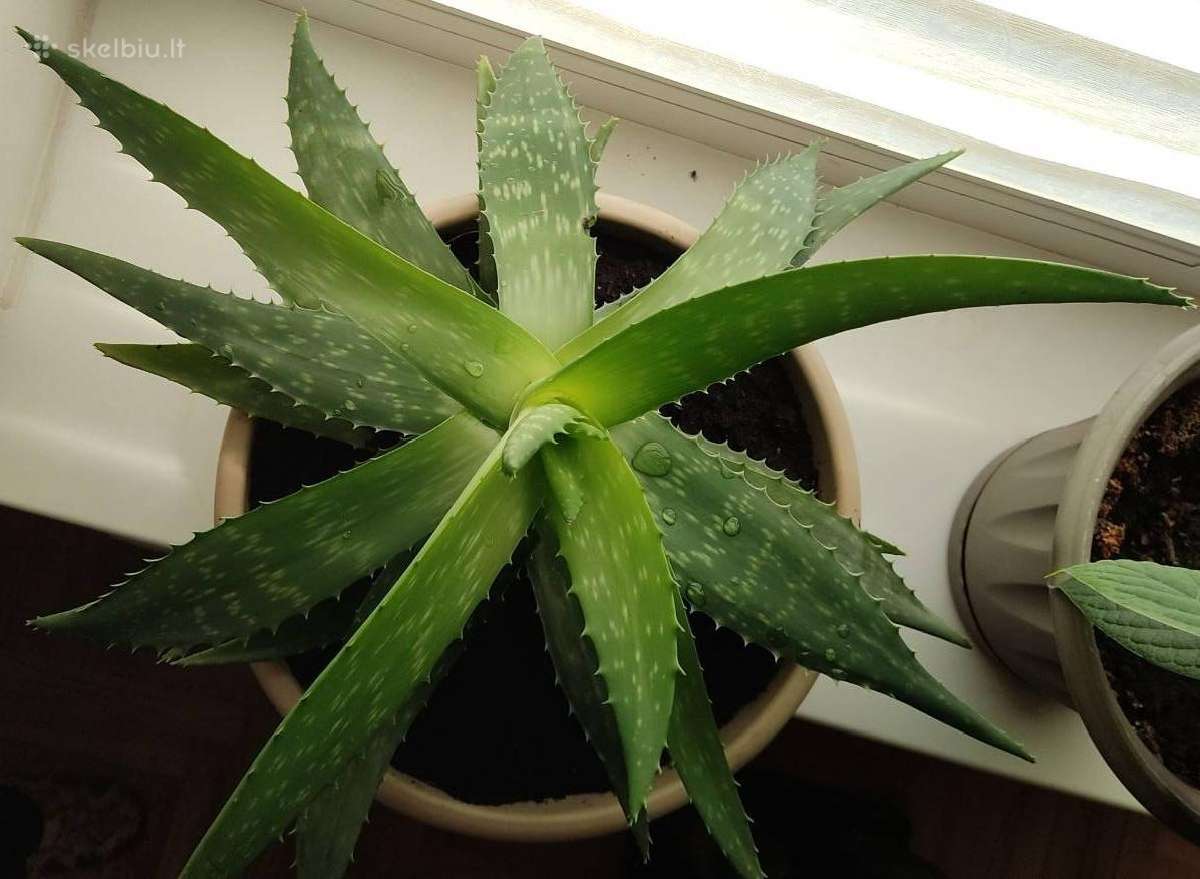 Alijošiai (lot. Aloe arborescens, Aloe maculata) - nuotraukos Nr. 6