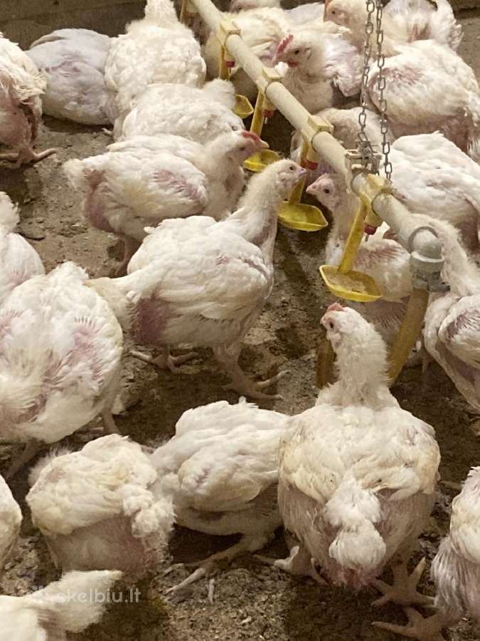 Mėsiniai Viščiukai broileriai 1-28d - nuotraukos Nr. 11