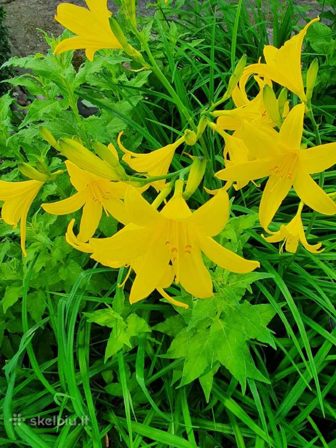 Melsve,rudbekija, silinge,ramune,vilkdalgiai - nuotraukos Nr. 10