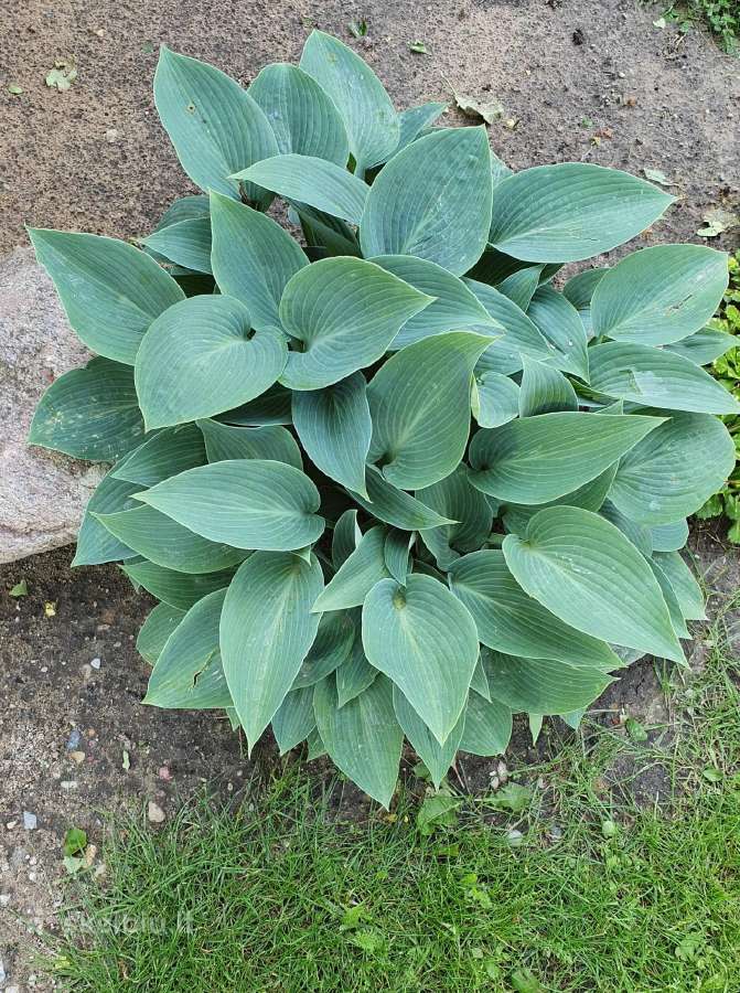 Melsve,rudbekija, silinge,ramune,vilkdalgiai - nuotraukos Nr. 12