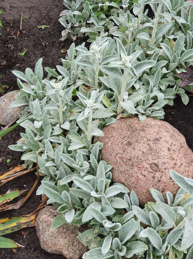 Melsve,rudbekija, silinge,ramune,vilkdalgiai - nuotraukos Nr. 14