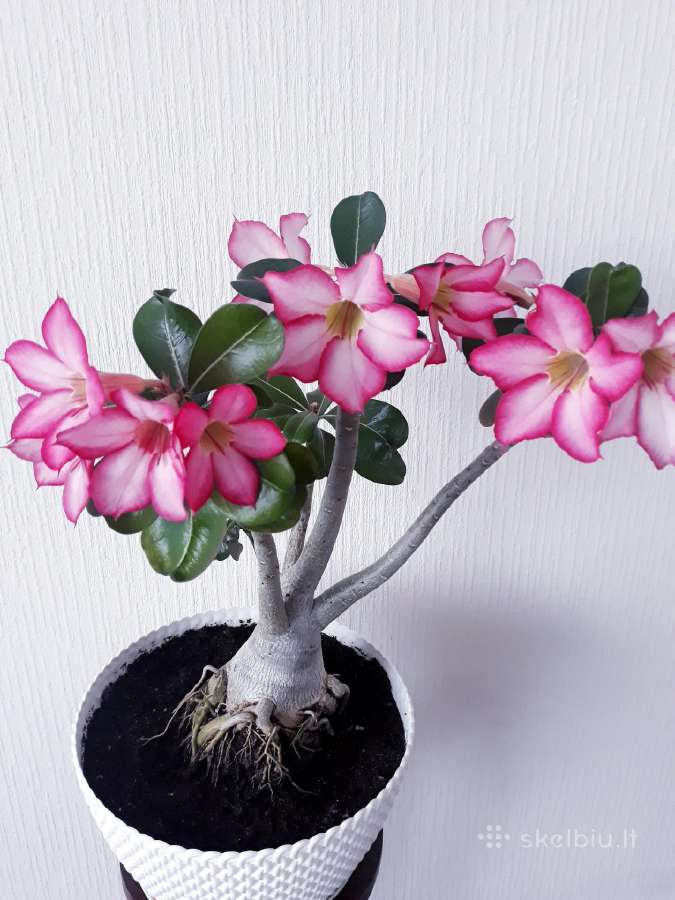 Gėlės. Dykumų rožės, adenium, žydintys bonsai.