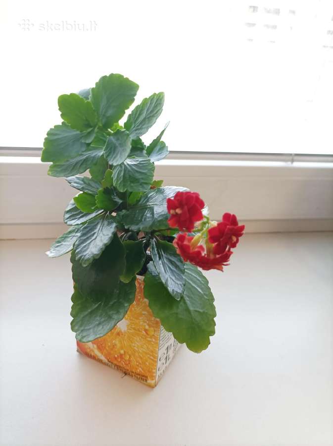 Gėlė ieško namų!kalankė (Kalanchoe) – gyvybės medi - nuotraukos Nr. 3