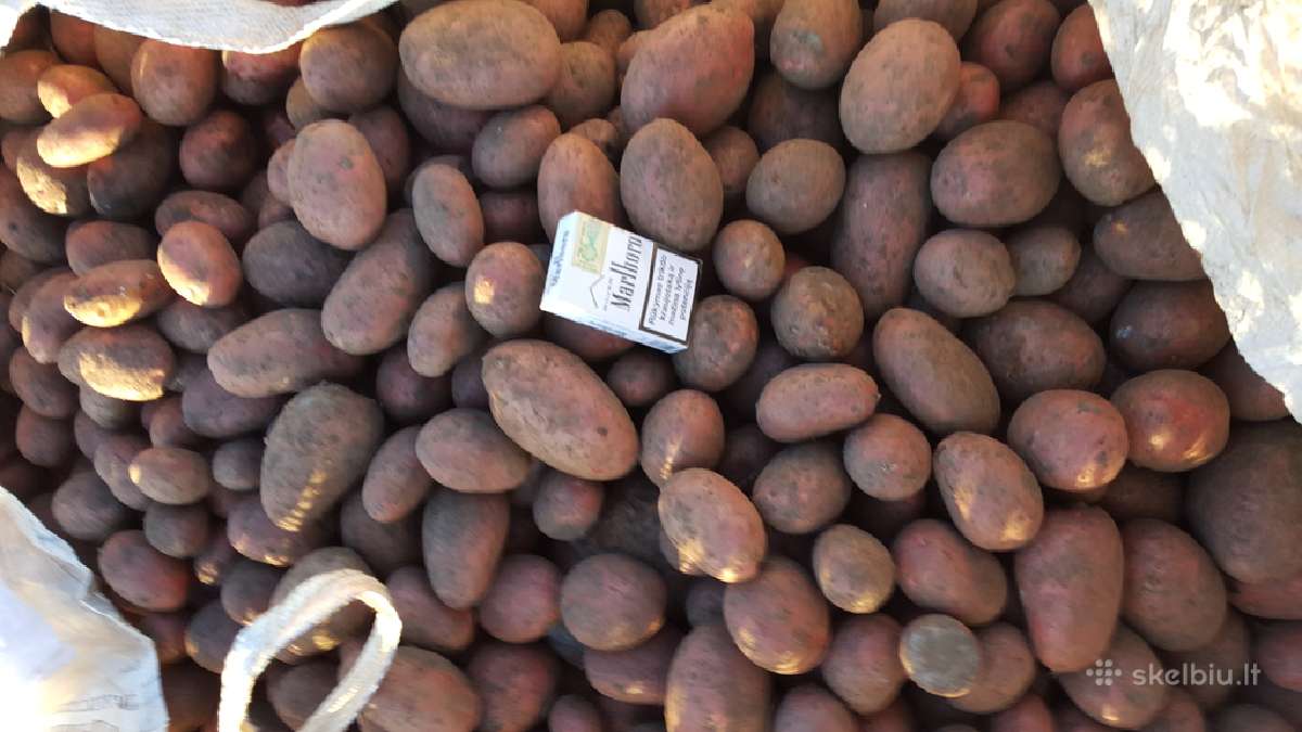 Bulvės maistinės pašarinės - nuotraukos Nr. 7