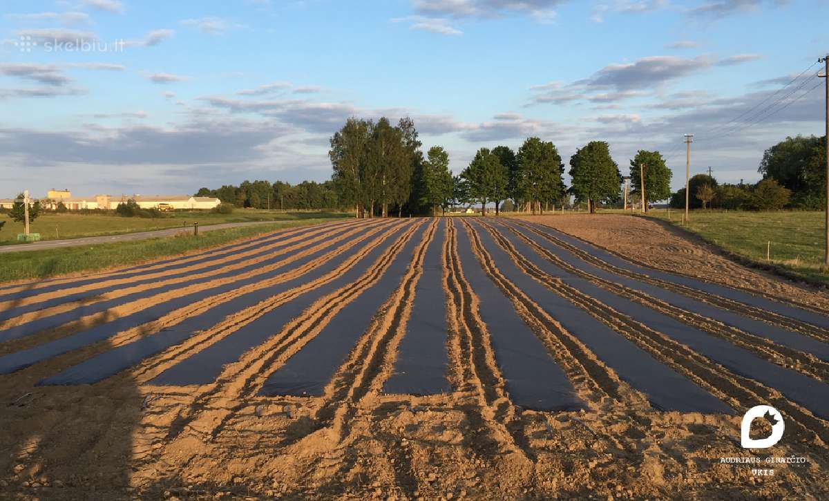 Agro plėvelės tiesimas braškėms, ir ne tik. Daigai - nuotraukos Nr. 2