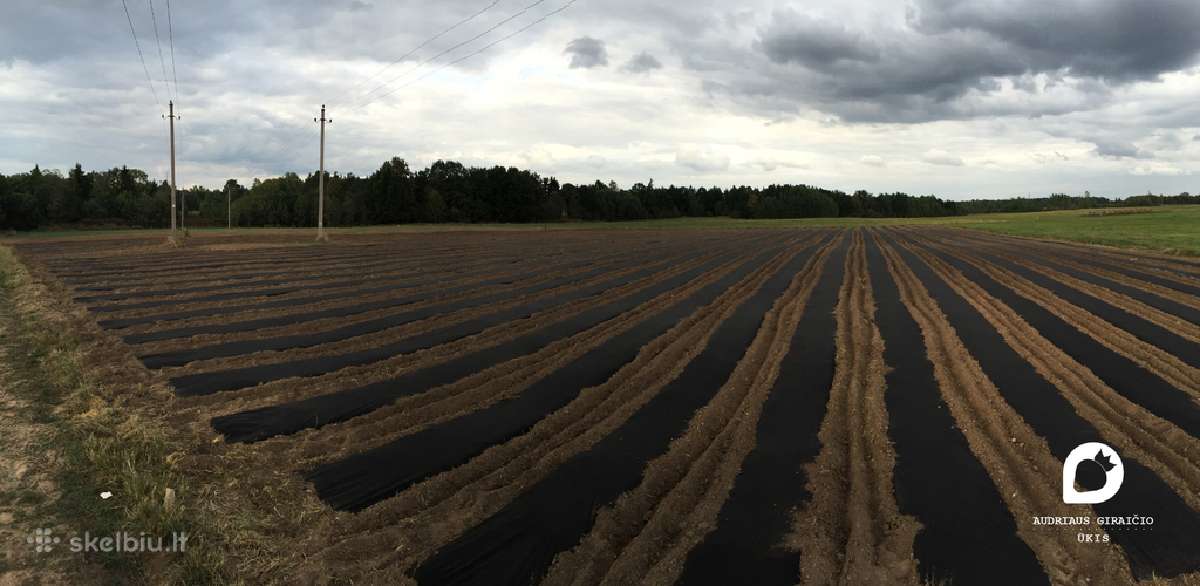 Agro plėvelės tiesimas braškėms, ir ne tik. Daigai - nuotraukos Nr. 3
